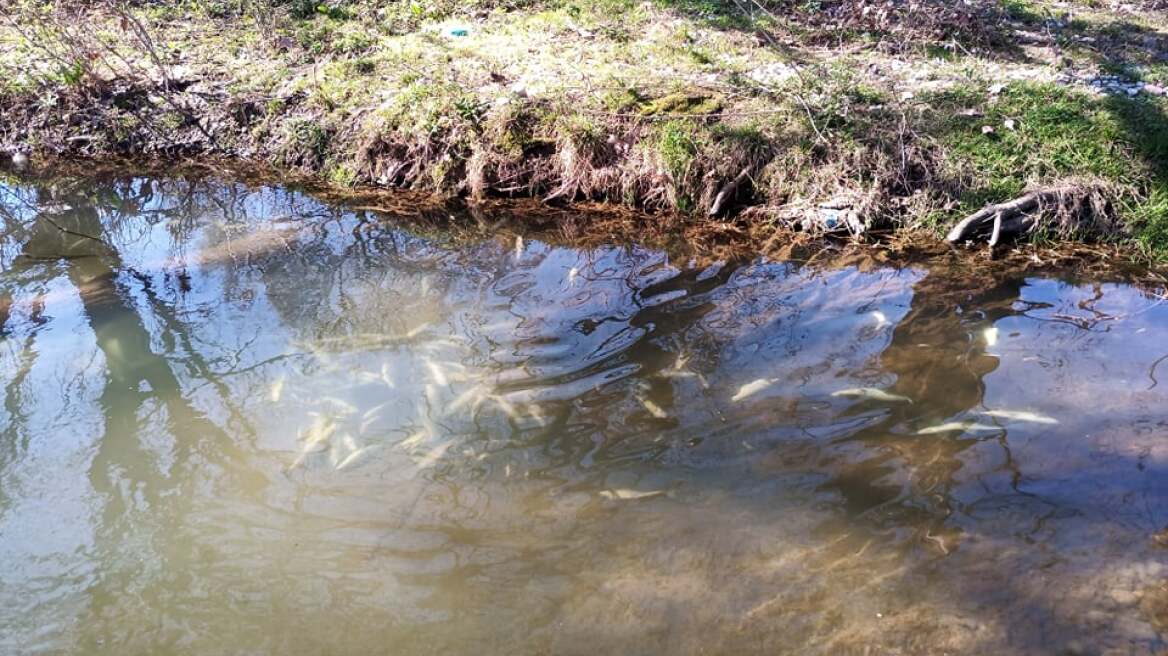 Τρίκαλα: Δεκάδες νεκρά ψάρια στον Ληθαίο ποταμό