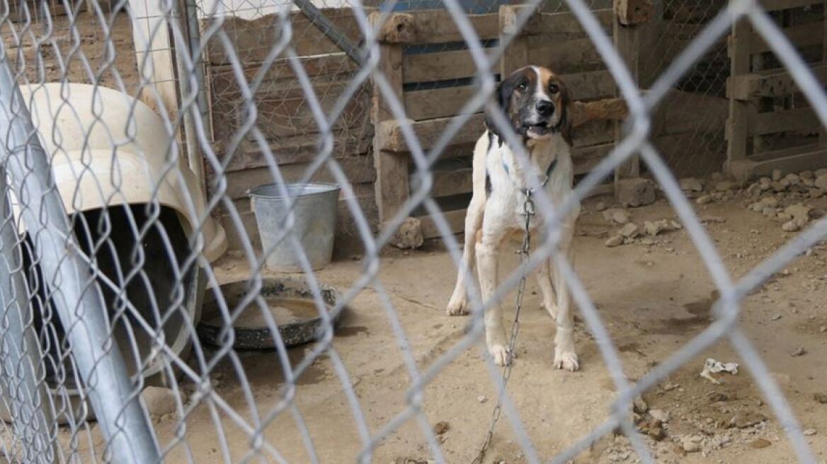 Σπάρτη: Η υπόθεση είναι ακόμη στην αρχή, λέει η Save a Greek Stray για το κολαστήριο - κυνοκομείο 