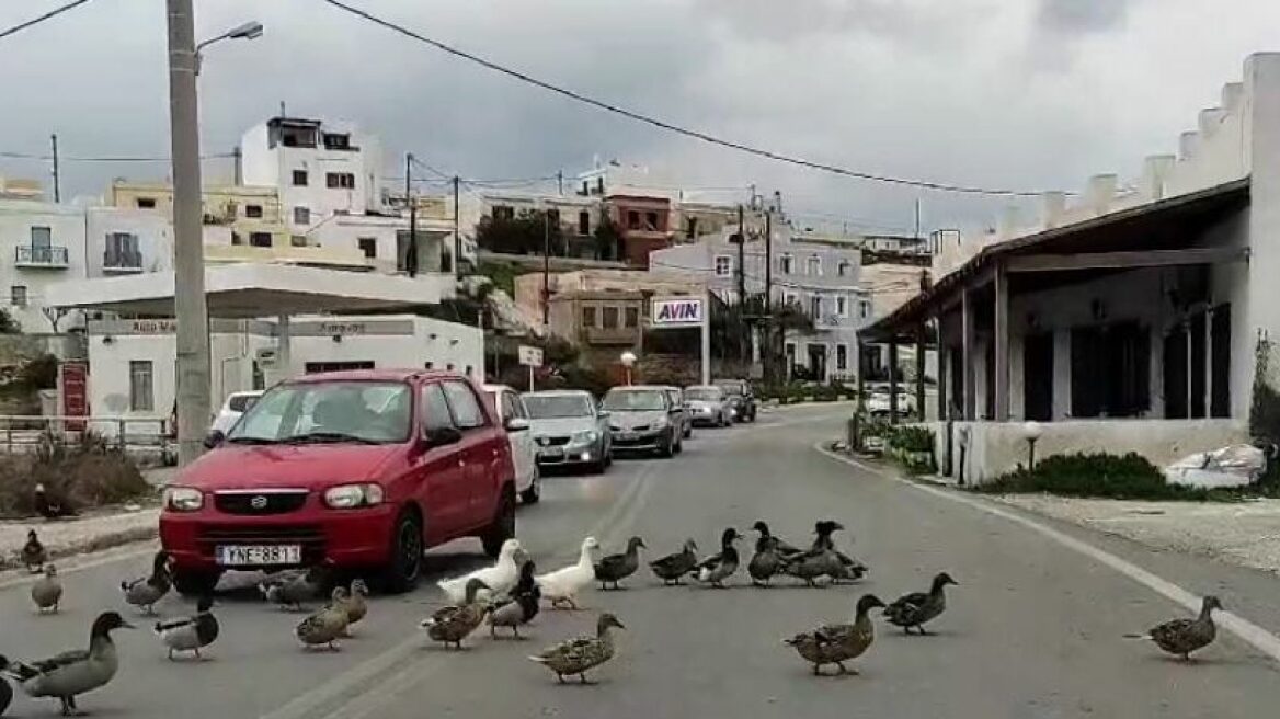 Κυκλοφοριακή συμφόρηση προκάλεσαν... πάπιες στη Σύρο - Βίντεο