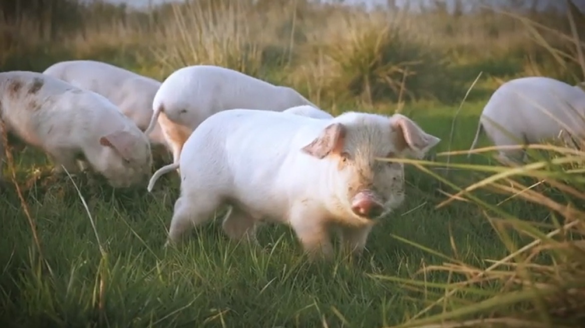 Α Promise to Animals: Νέα καμπάνια για να σταματήσει η κακοποίηση των χοίρων - Σκληρές εικόνες - Δείτε βίντεο