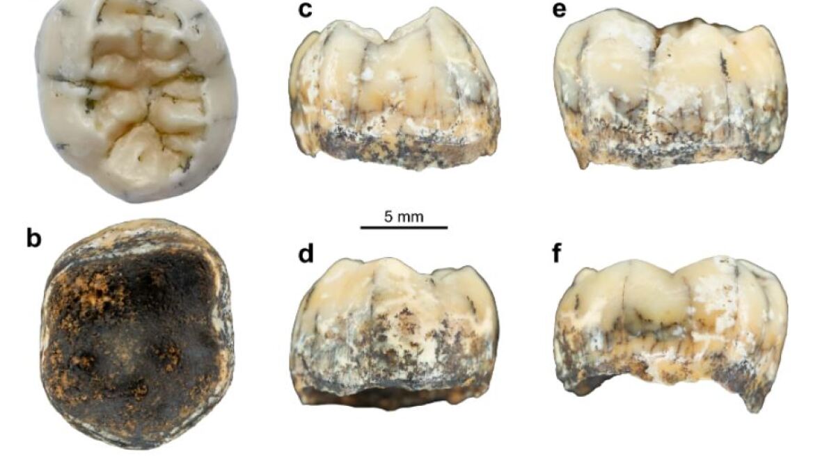 Παιδικό δοντάκι ηλικίας 130.000 ετών ανακαλύφθηκε σε σπήλαιο στο Λάος