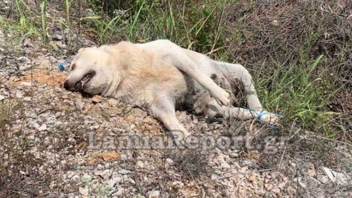 Προσοχή-σκληρές εικόνες: Έπνιξαν σκυλάκι με σπάγκο και το «πέταξαν» στο δρόμο στη Στυλίδα