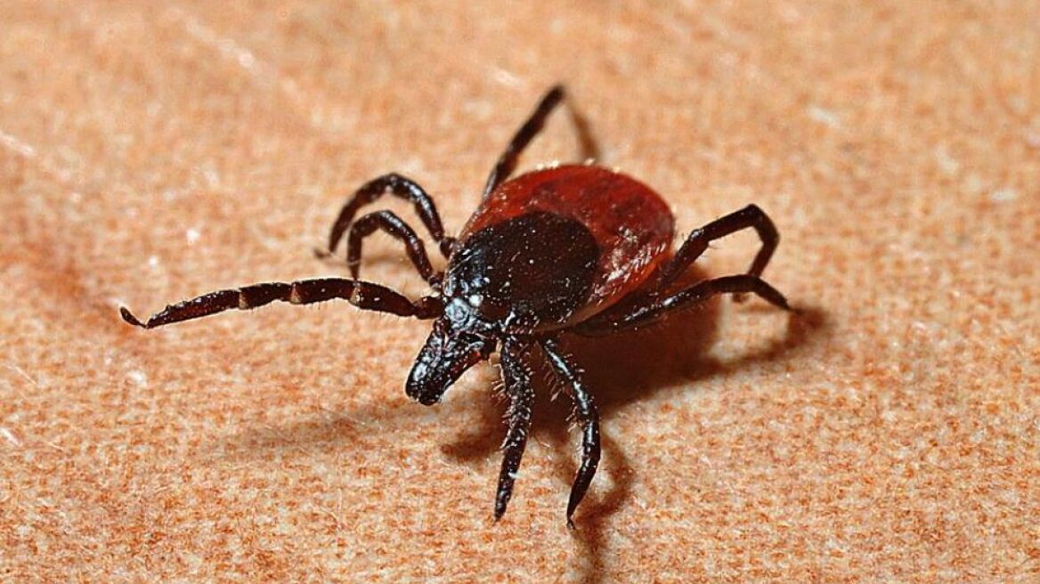 Νόσος Lyme: Πάνω από το 14% του παγκόσμιου πληθυσμού την έχει ή την είχε