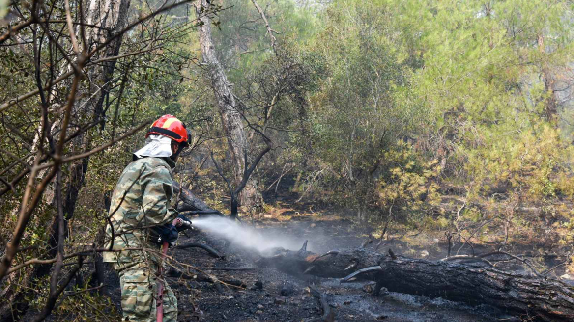 Φωτιά στη Δαδιά: Χωρίς ενεργό μέτωπο 