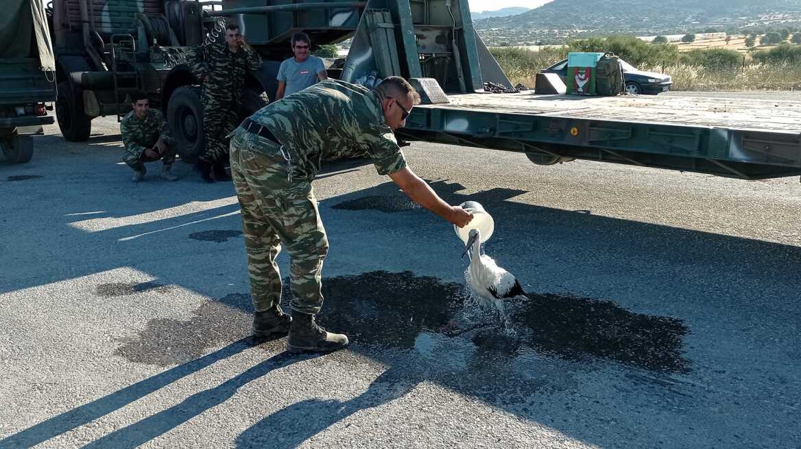 Φωτιά στη Λέσβο: Στρατιωτικός διέσωσε πελαργό που είχε καεί στα πόδια