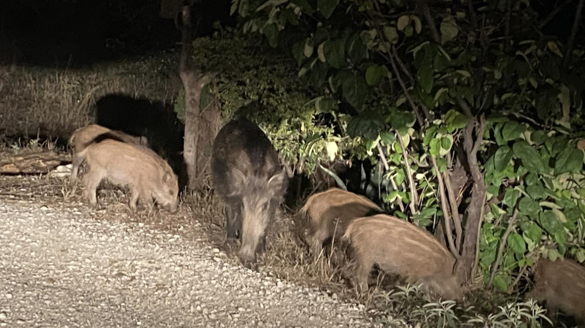 Συνεχίζονται οι επιδρομές αγριογούρουνων στη Θεσσαλονίκη – «Θα θρηνήσουμε θύματα»