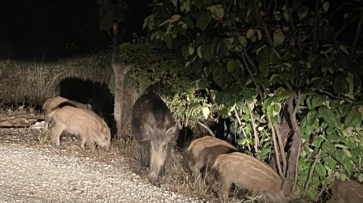 «Θέμα χρόνου να θρηνήσουμε κι άλλα θύματα», λέει καθηγητής του ΑΠΘ για τις εμφανίσεις αγριογούρουνων