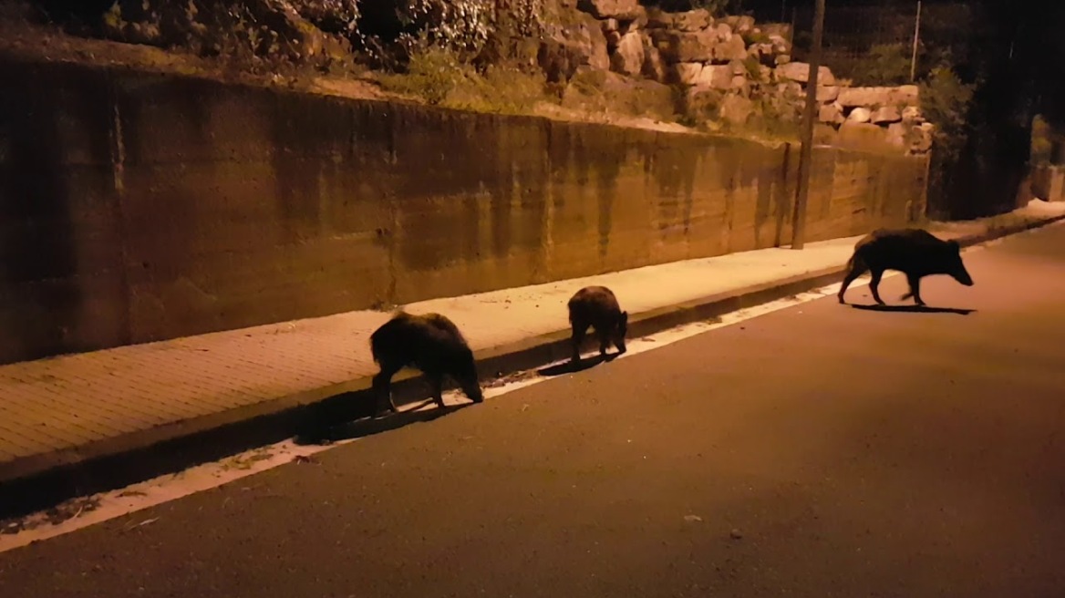 «Μάστιγα» τα αγριογούρουνα στη Βαρκελώνη - Τριγυρίζουν σαν τις γάτες