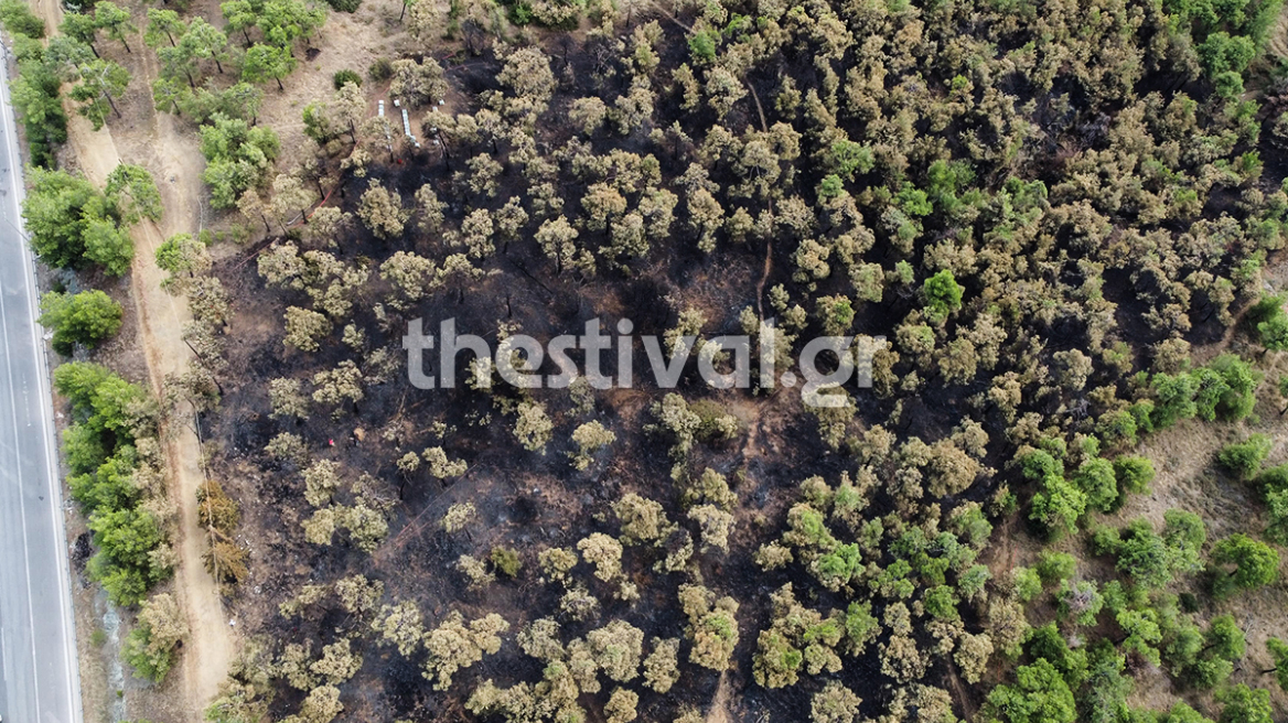 Θλίψη προκαλούν τα πλάνα από την καμένη δασική έκταση στο Σέιχ Σου