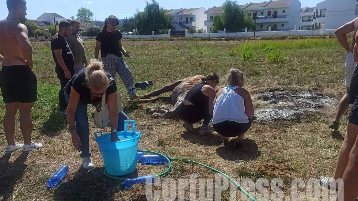 Κέρκυρα: Πεθανε άλογο που το άφησαν χωρίς τροφή και νερό