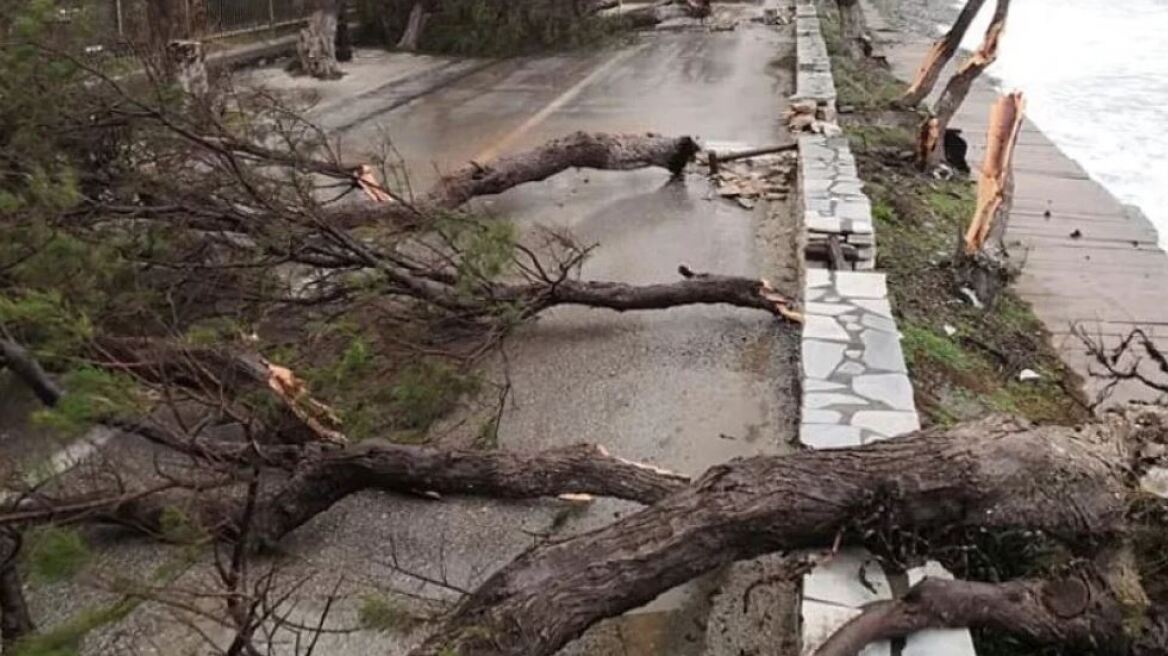 Αδιανόητο συμβάν στις Σέρρες: 69χρονος βρήκε τραγικό θάνατο όταν τον καταπλάκωσε δέντρο