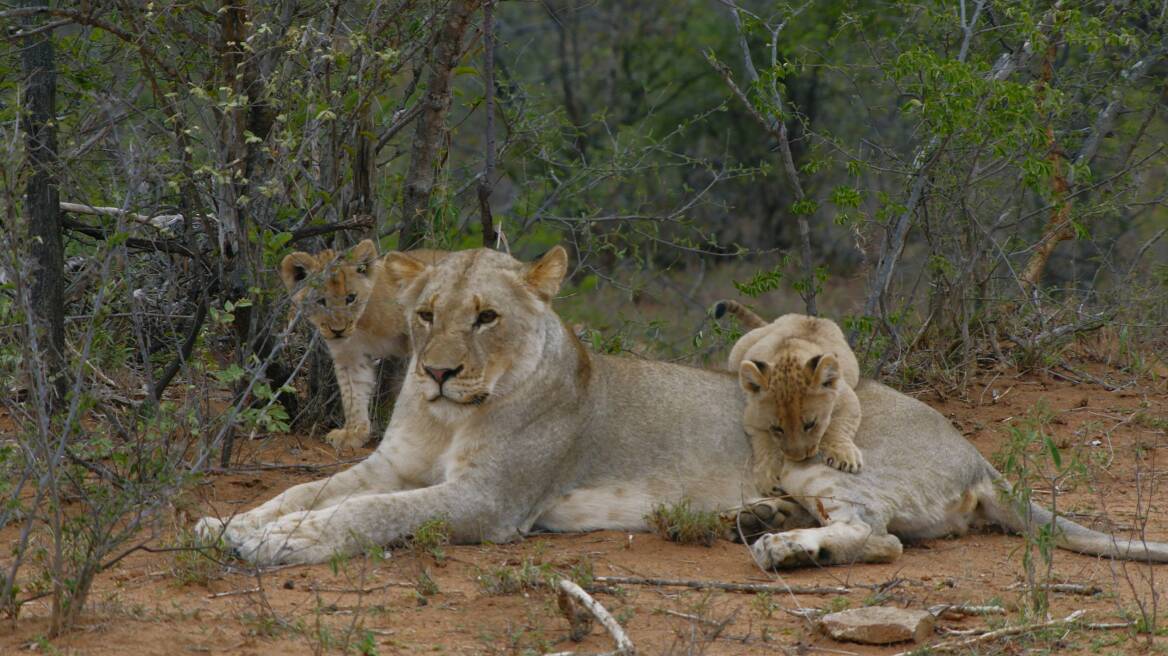 WWF: Σχεδόν το 70% της άγριας πανίδας εξαφανίστηκε από το 1970