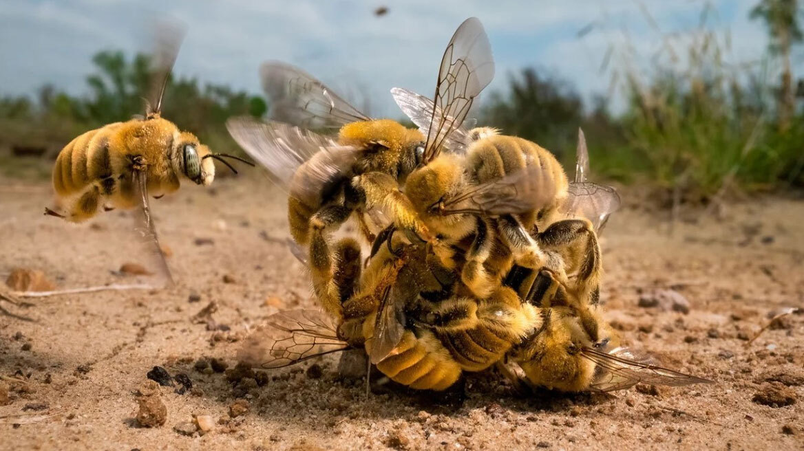 Wildlife Photographer of the Year 2022: Αυτές είναι οι φωτογραφίες που κέρδισαν