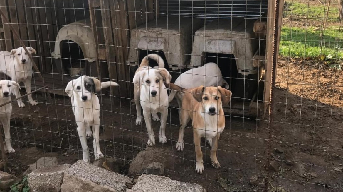 Κραυγή απόγνωσης για τα αδέσποτα στη Ναύπακτο: «Κλείνουμε το καταφύγιο, δεν έχουμε άλλα χρήματα για τροφές»