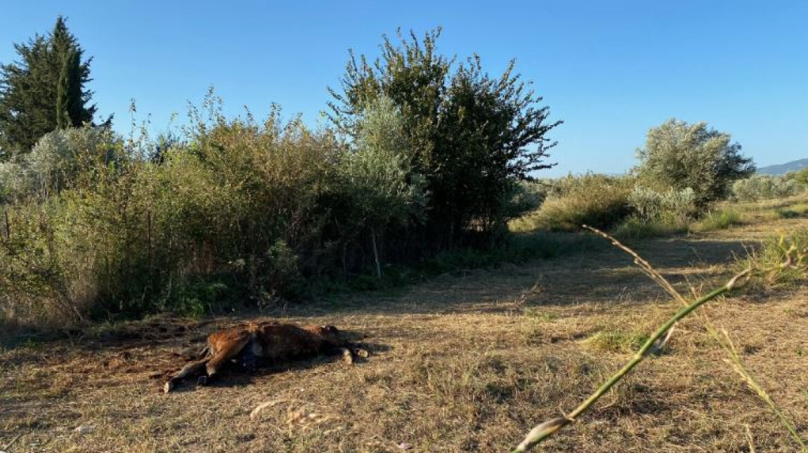 Πυροβόλησαν και σκότωσαν τρία άγρια άλογα στο Αγρίνιο