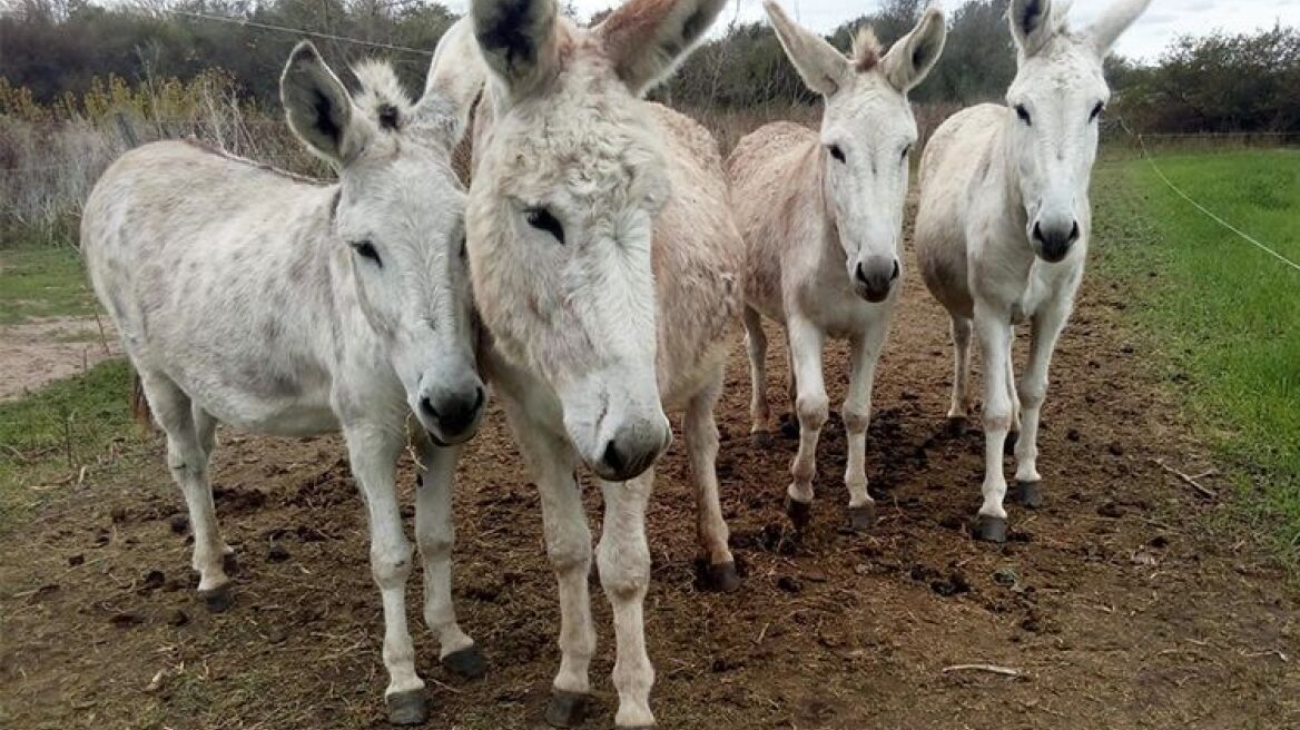 Δημιουργήθηκε το πρώτο στον κόσμο έμβρυο γαϊδάρων με εξωσωματική γονιμοποίηση