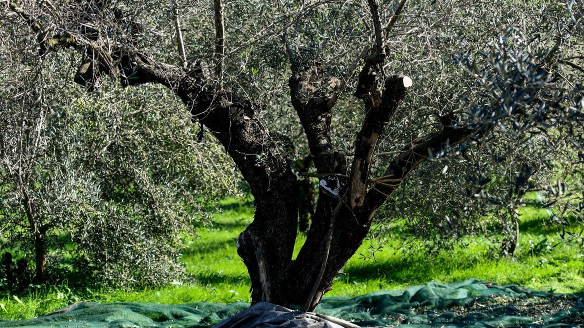 Κρήτη: 37χρονος Σλοβάκος κρεμάστηκε από κλαδί ελιάς στο Ακρωτήρι Χανίων