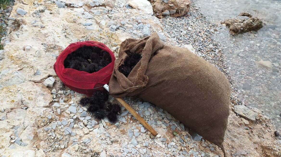 Αλίευσε παράνομα εκατοντάδες αχινούς στην Εύβοια