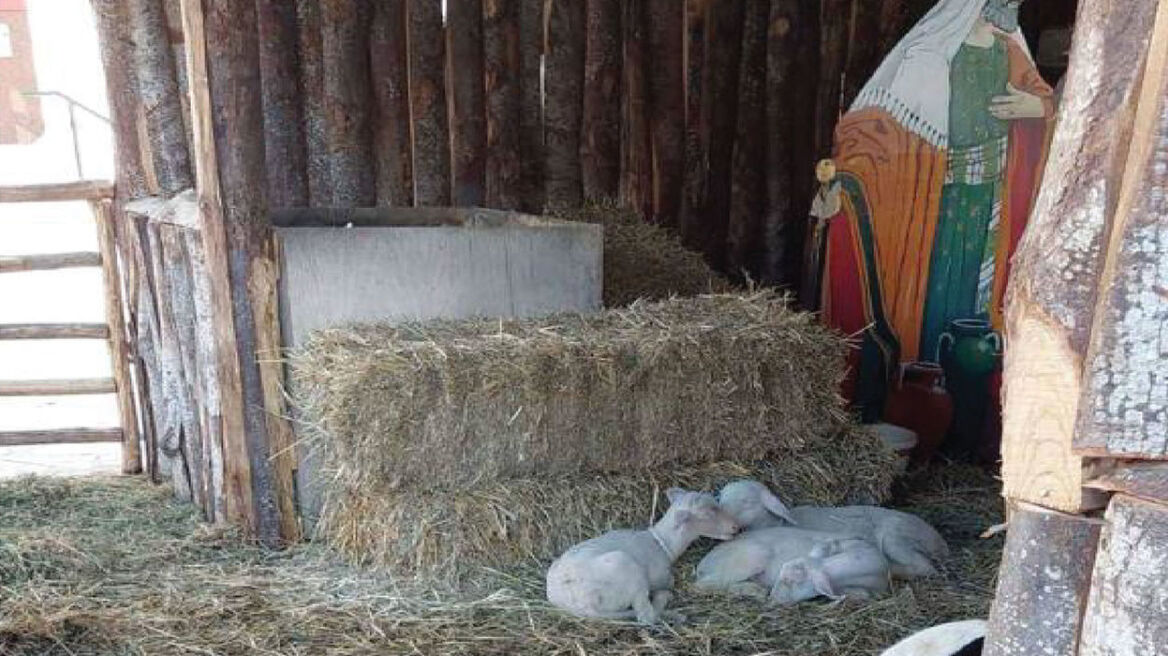 A Promise to Animals: Καταγγέλλει κακομεταχείριση ζώων από τον Δήμο Βόλου