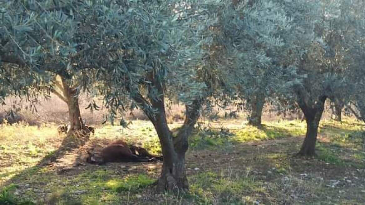 Αγρίνιο: Πυροβόλησαν και σκότωσαν άγριο άλογο