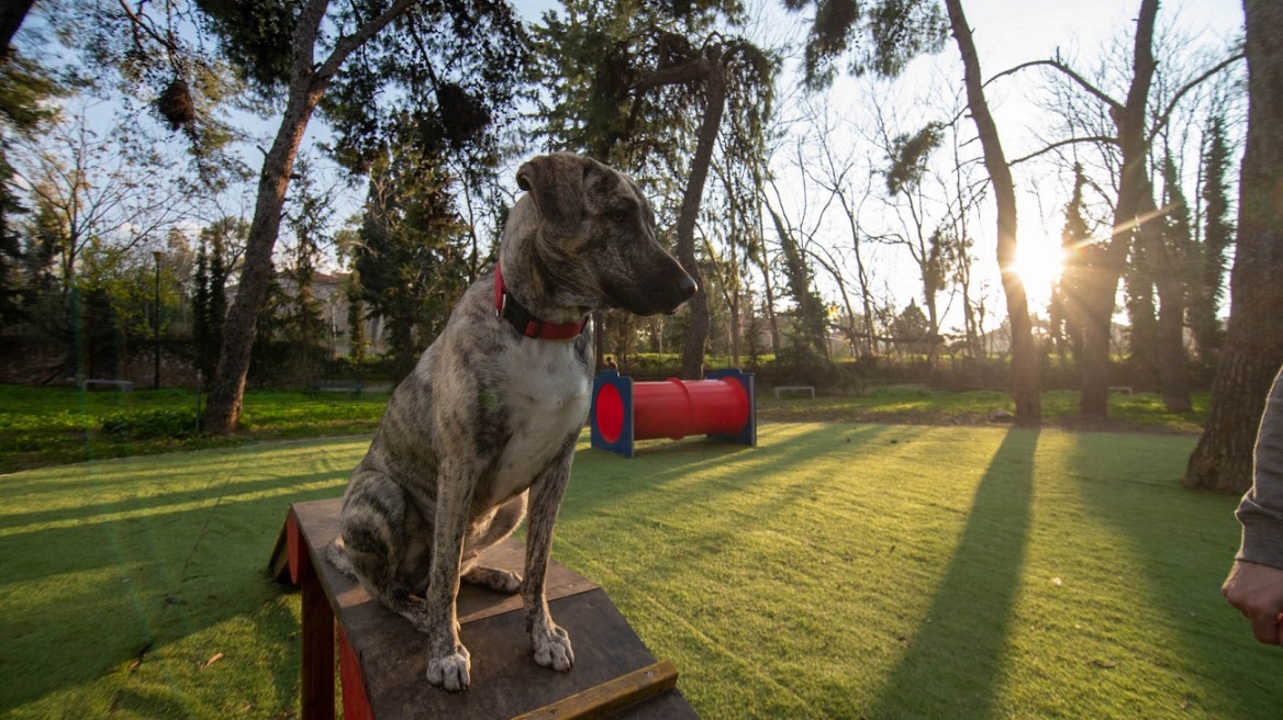 Δήμος Αθηναίων: Δύο νέα σύγχρονα dog parks στο Άλσος Χωροφυλακής και στον Λόφο Λαμπράκη