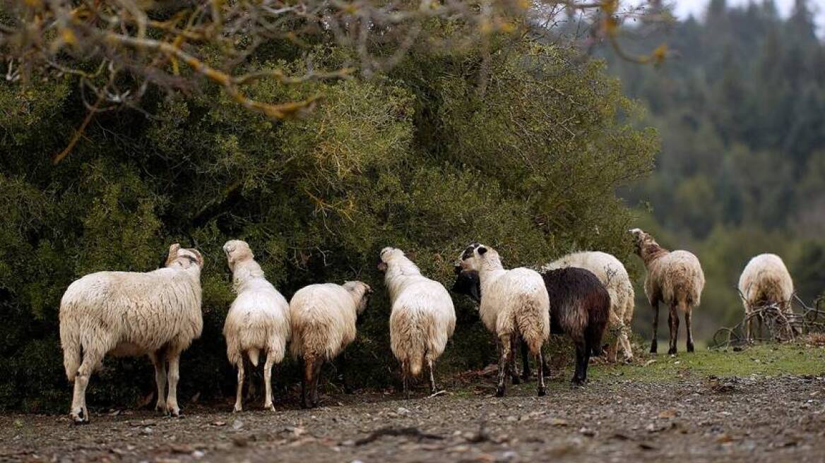 Πατέρας και γιοι ζωοκλέφτες ρήμαζαν αγροκτήματα στην Ηλεία