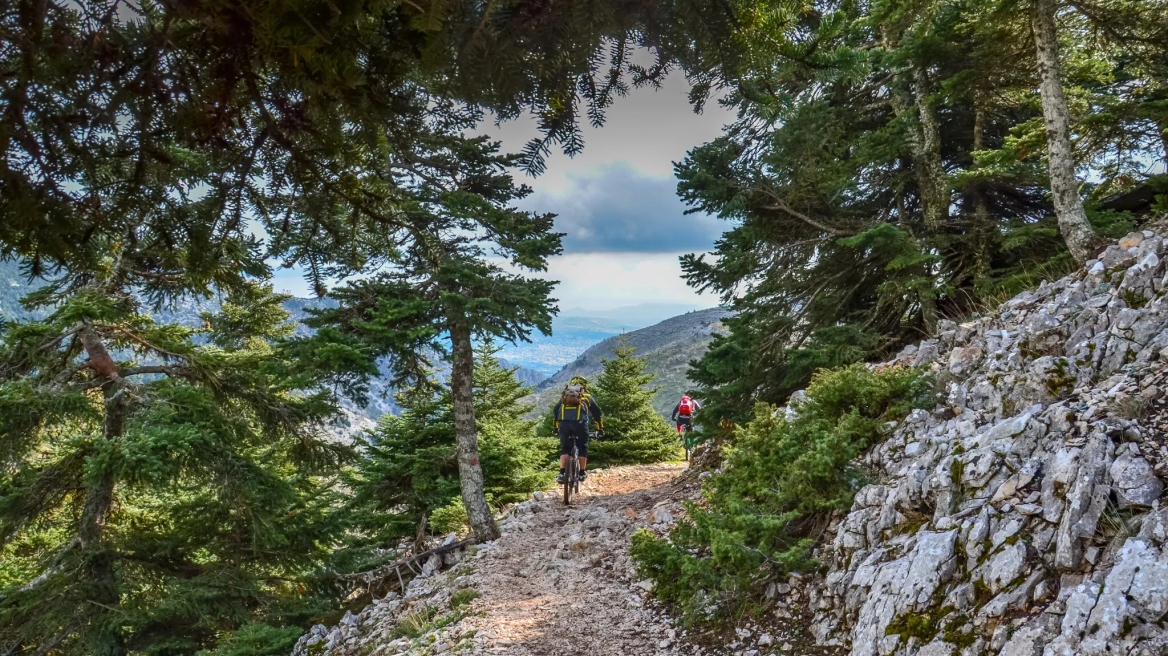 Τα θεραπευτικά βότανα της Πάρνηθας -Αντιοξειδωτικά και αγχολυτικά 