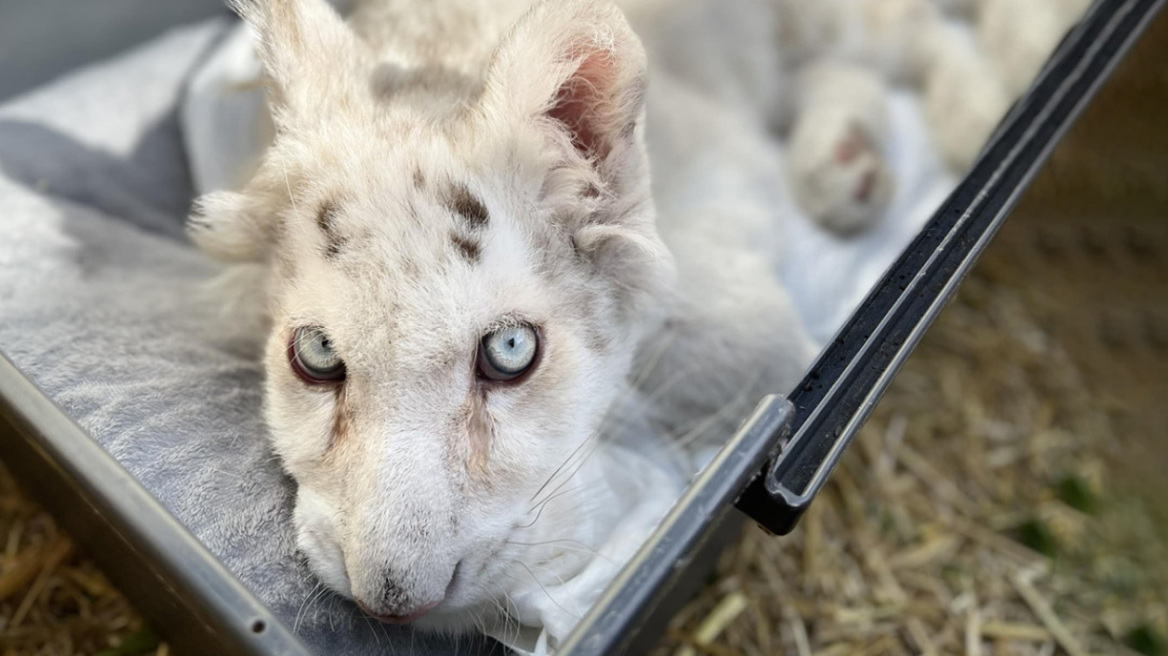 Έγινε ευθανασία στο λευκό τιγράκι που βρέθηκε στα σκουπίδια στο Αττικό Πάρκο