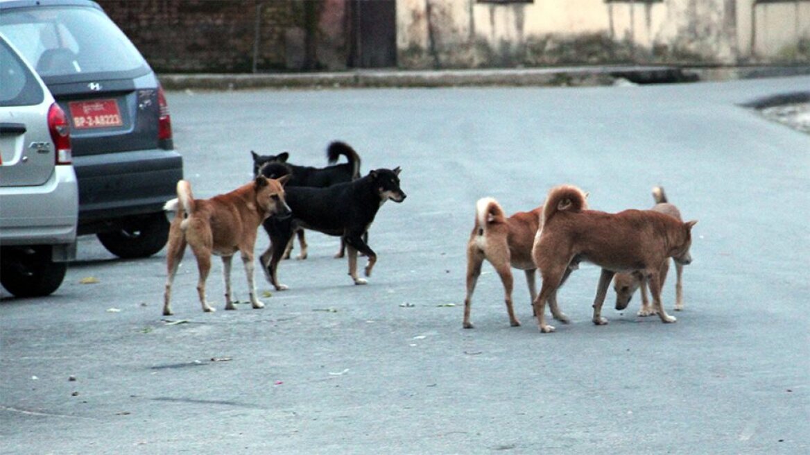 Ιεράπετρα: Αγέλη σκύλων κατασπάραξε και... 20 κουνέλια μετά τις 40 γαλοπούλες (βίντεο και φωτογραφίες)