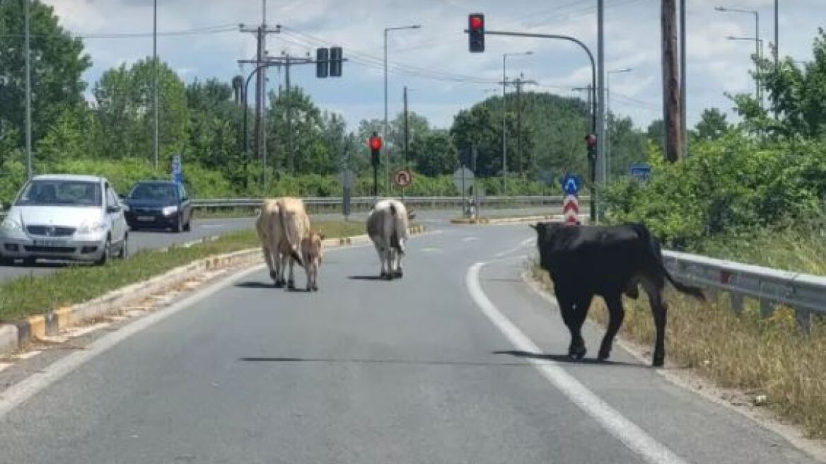 Εθνική Οδός Τρικάλων: Οδηγοί αντίκρισαν... αγελάδες - Δείτε φωτογραφίες