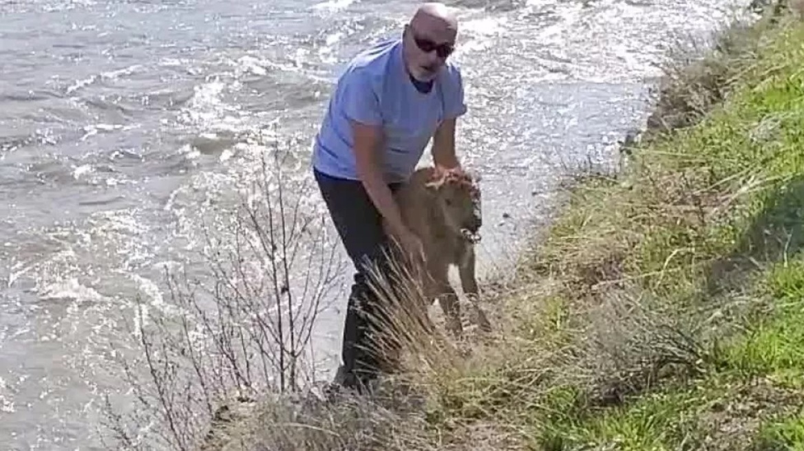 Yellowstone: Σκότωσαν νεαρό βίσονα όταν τον άγγιξε επισκέπτης