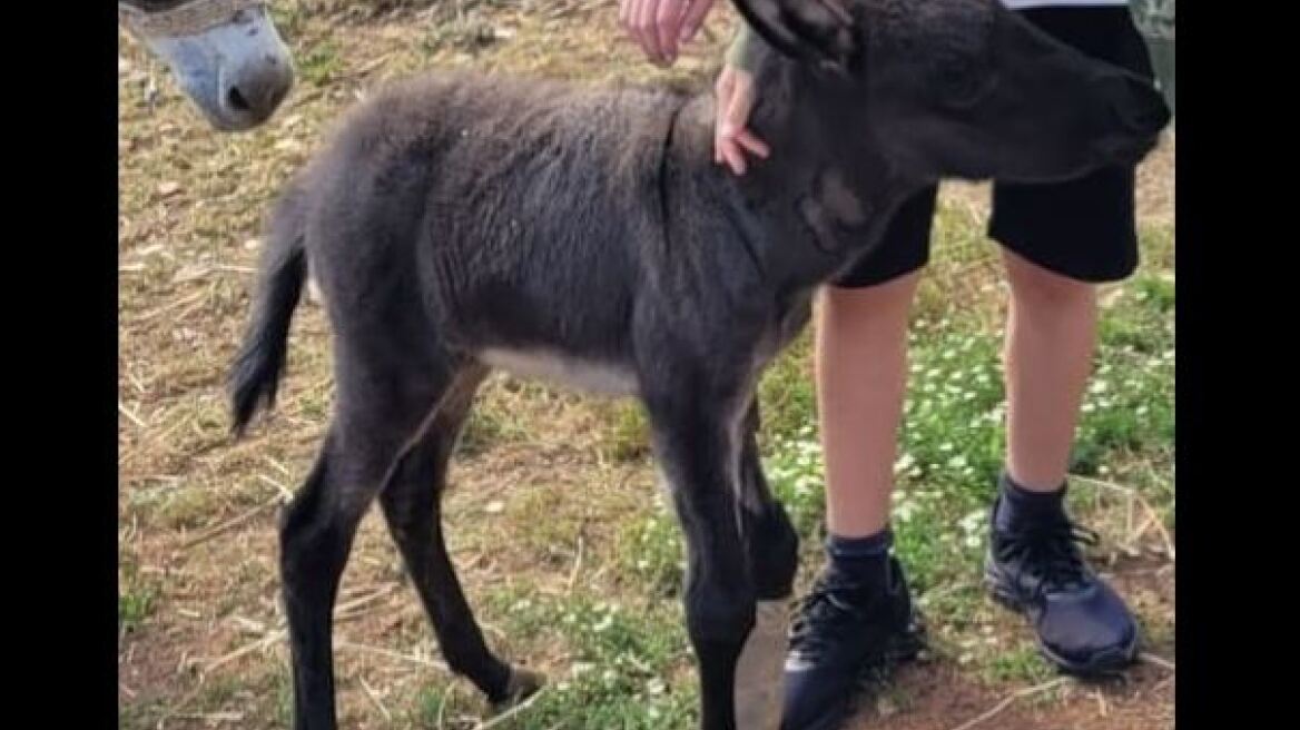 Θεσσαλονίκη: Έκλεψαν νεογέννητο γαϊδουράκι με σπασμένο πόδι από την Πυλαία - Κινδυνεύει η ζωή του