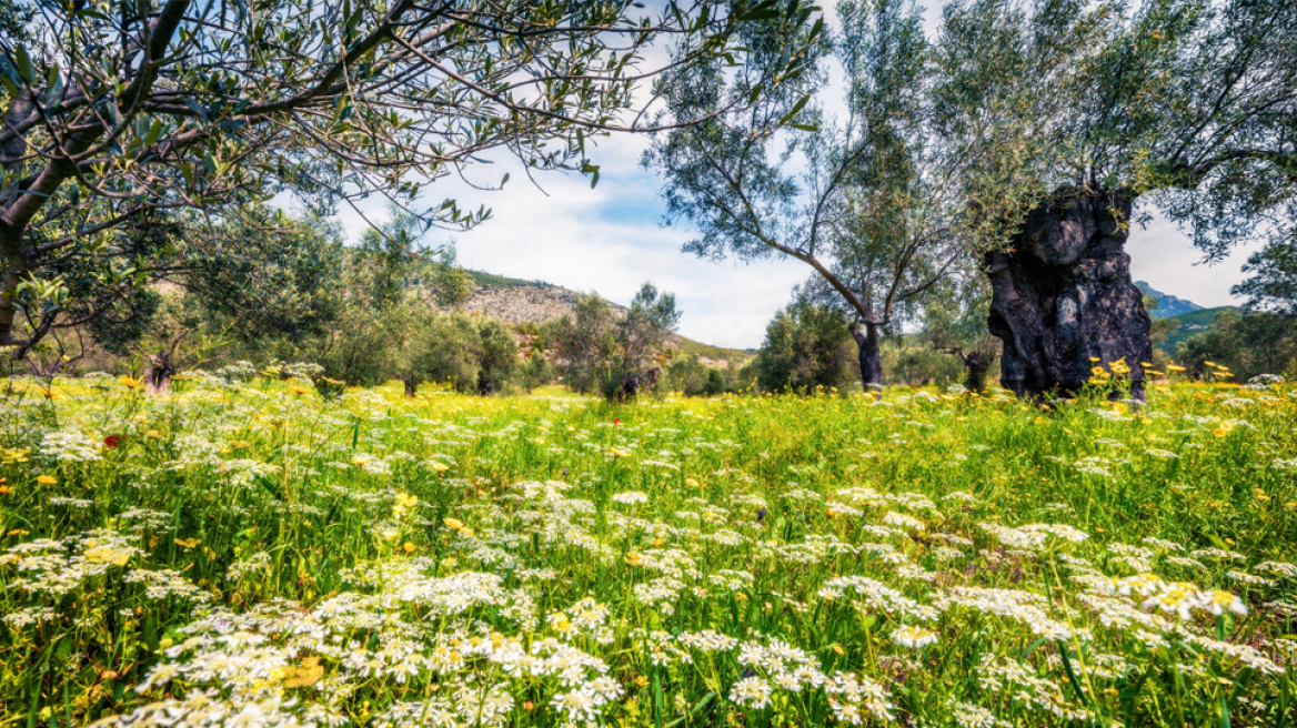 Πόσο κινδυνεύει και πώς προστατεύεται η ελληνική φύση;