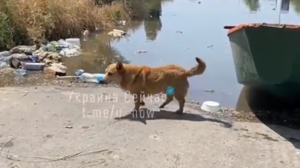 Πόλεμος στην Ουκρανία: Αγώνας για να σωθούν χιλιάδες κατοικίδια στις πλημμυρισμένες περιοχές της Χερσώνας