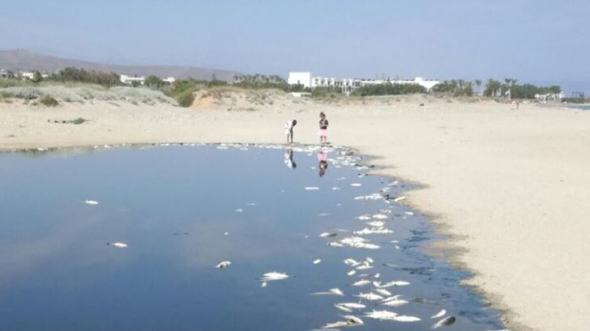 Γέμισαν νεκρά ψάρια οι εκβολές του Αποσελέμη στην Κρήτη - Πού οφείλεται το θλιβερό φαινόμενο