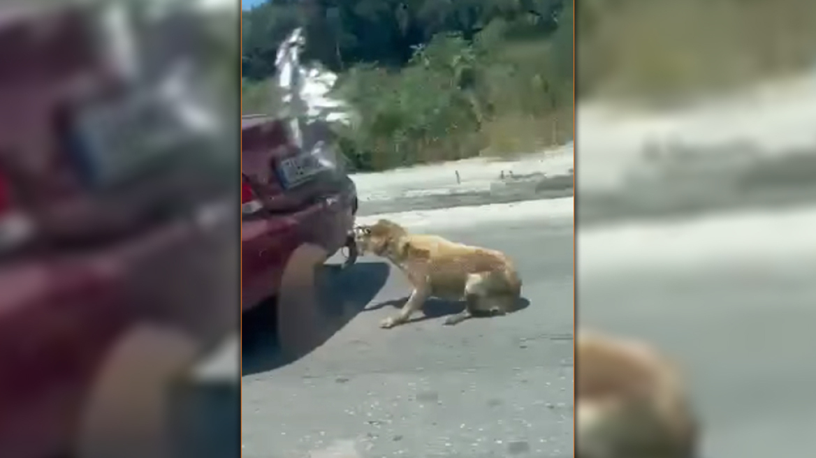 Οργή για τον άνδρα που έσερνε σκύλο με το ΙΧ στη Ζάκυνθο - «Έπεσε από το πορτ μπαγκάζ», υποστήριξε