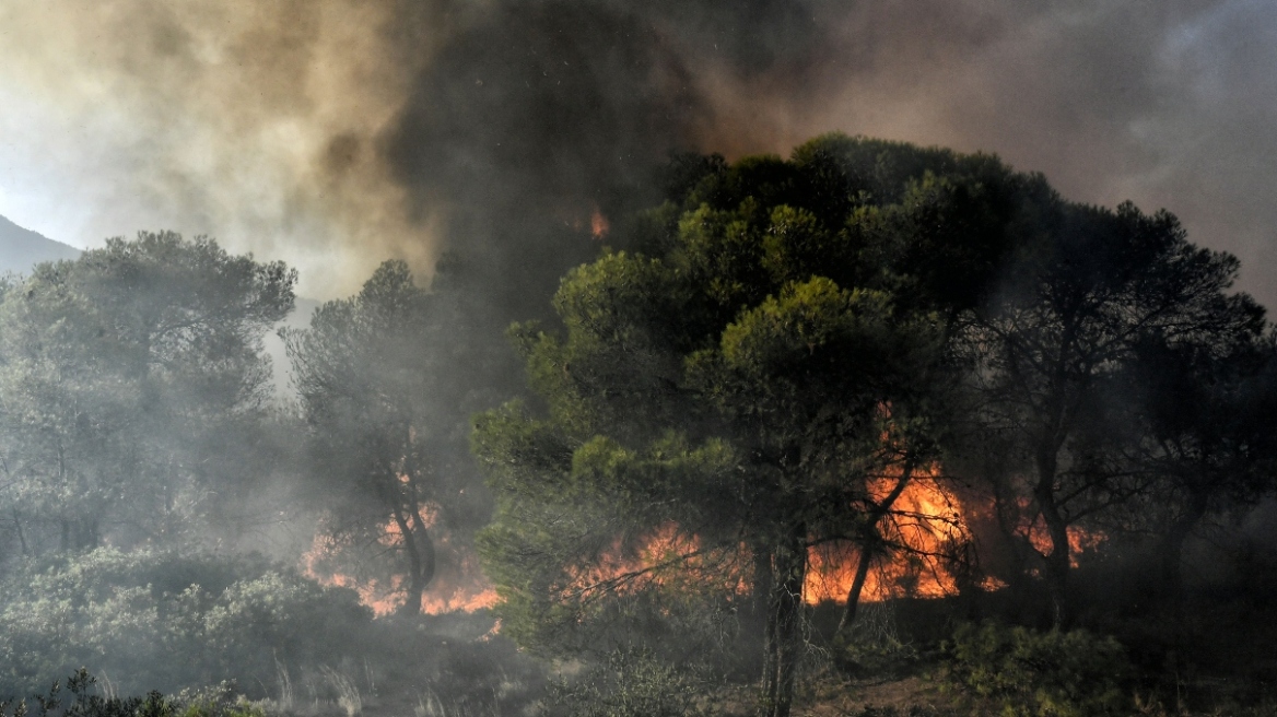 Εύβοια: Ελεύθερος ο 75χρονος μελισσοκόμος που συνελήφθη για τη φωτιά στο Αλιβέρι