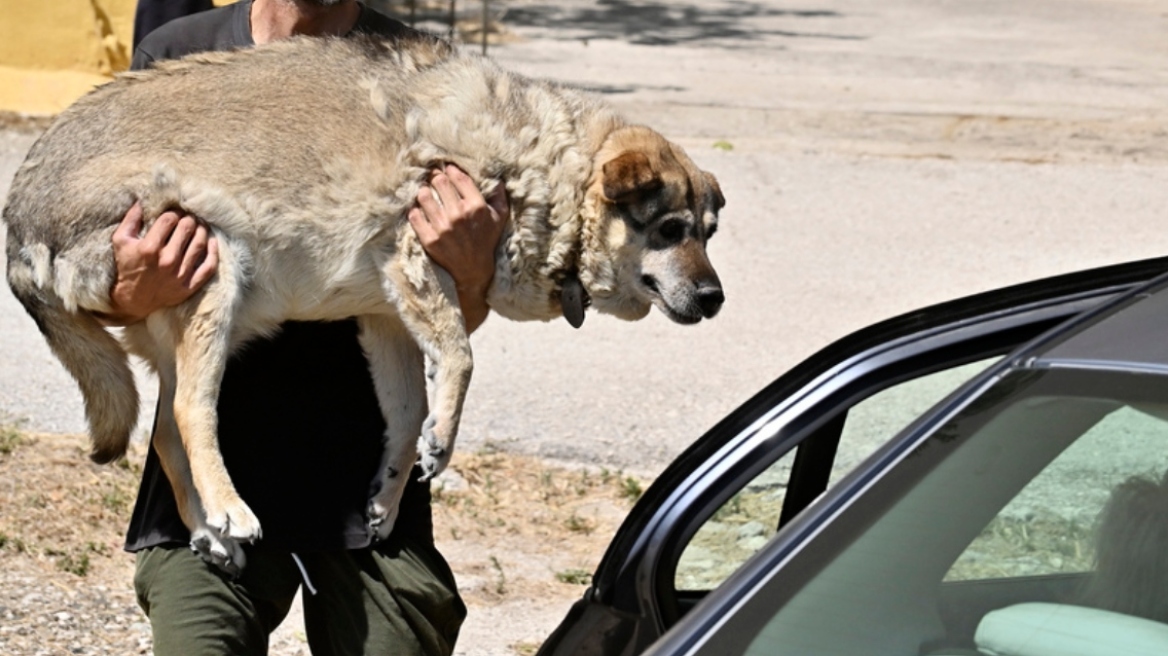 Φωτιά-Λαγονήσι: «Αυτή τη στιγμή θέλω να πεθάνω» - Η ανάρτηση της υπεύθυνης του καταφυγίου ζώων που κάηκε 