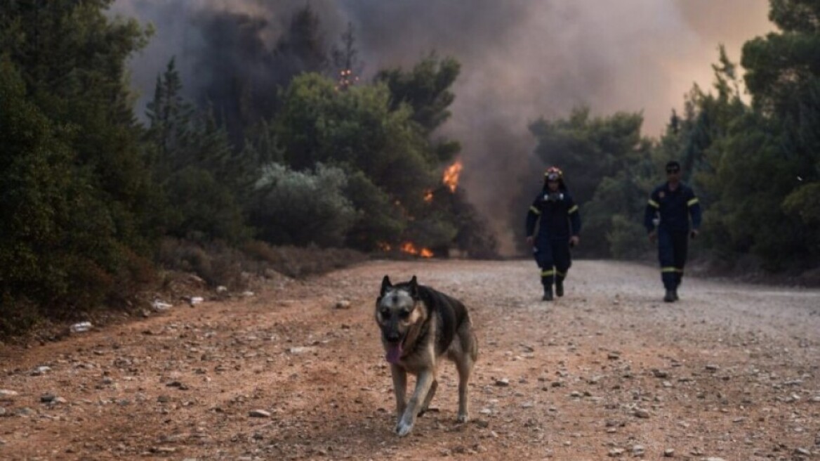 Φωτιά στον Κουβαρά: Κάηκε καταφύγιο ζώων στο Λαγονήσι - Δραματικές προσπάθειες διάσωσης