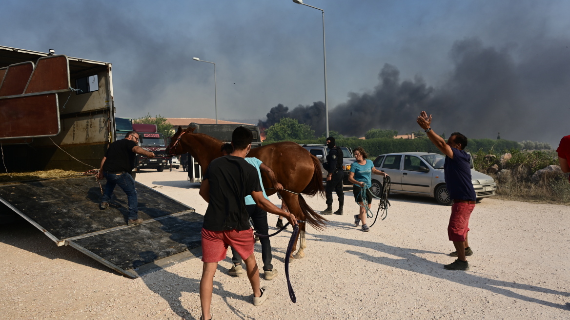 Φωτιά στην ανατολική Αττική: Σώθηκαν πάνω από 200 ζώα συντροφιάς