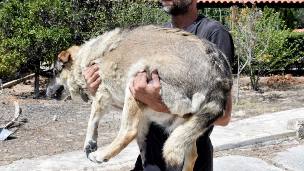 Φωτιά στο Λαγονήσι: Παρέμβαση εισαγγελέα για τους σκύλους και τις γάτες που κάηκαν σε ιδιωτικό καταφύγιο