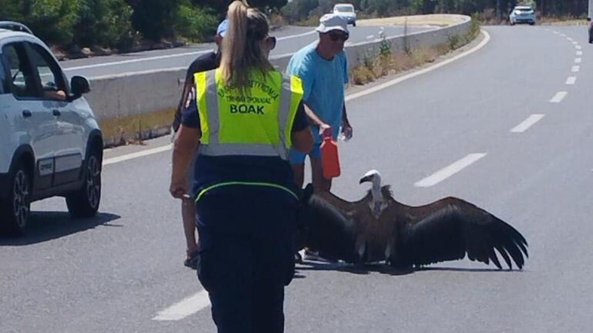 Κρήτη: Διψασμένος γύπας βρέθηκε στη μέση του ΒΟΑΚ - Δείτε φωτογραφίες