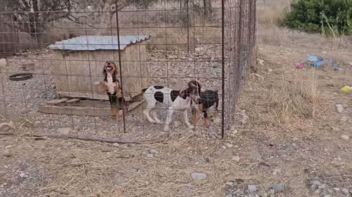 Παραμελούσε επτά σκυλιά που ζούσαν κάτω από άθλιες συνθήκες