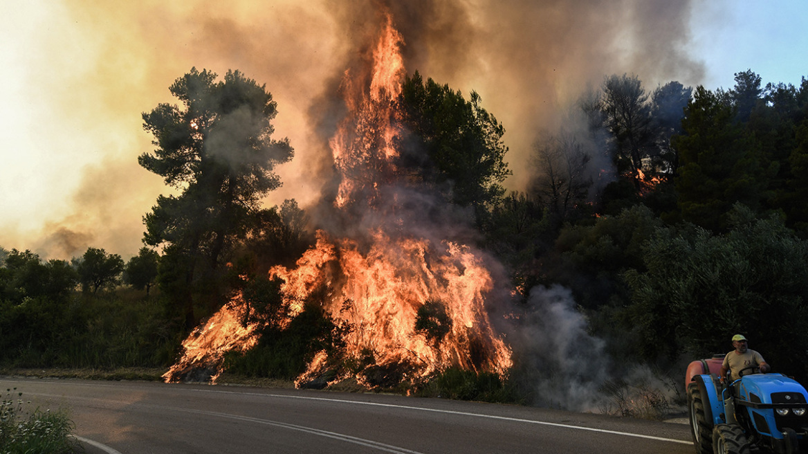 Φωτιές: Πόσο χρόνο χρειάζονται τα μεσογειακά δάση για την αναγέννηση, πότε δεν μπορεί να γίνει φυσικά