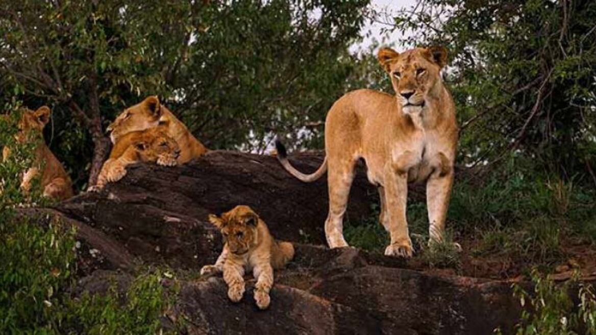 Lions, Bones & Bullets: Ή πώς τα λιοντάρια έγιναν αγελάδες