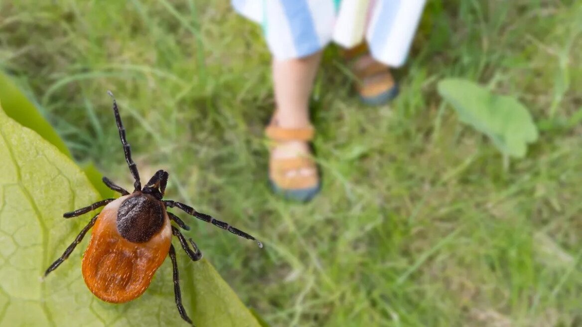 Νόσος Lyme – Τσιμπούρια: Οι ασφαλιστικές καλύψεις για τα επικίνδυνα τσιμπήματα