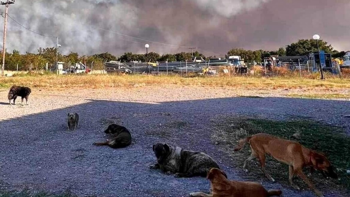 Φωτιά στην Αλεξανδρούπολη: Εκκενώθηκε καταφύγιο αδέσποτων ζώων