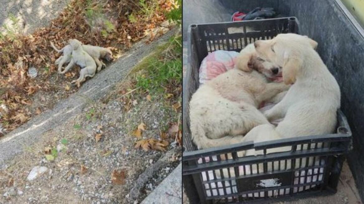 Χαλκιδική: Φιλόζωοι καταγγέλλουν ότι άγνωστοι πέταξαν κουταβάκια στον δρόμο και τα πάτησαν αυτοκίνητα - Δείτε φωτογραφίες