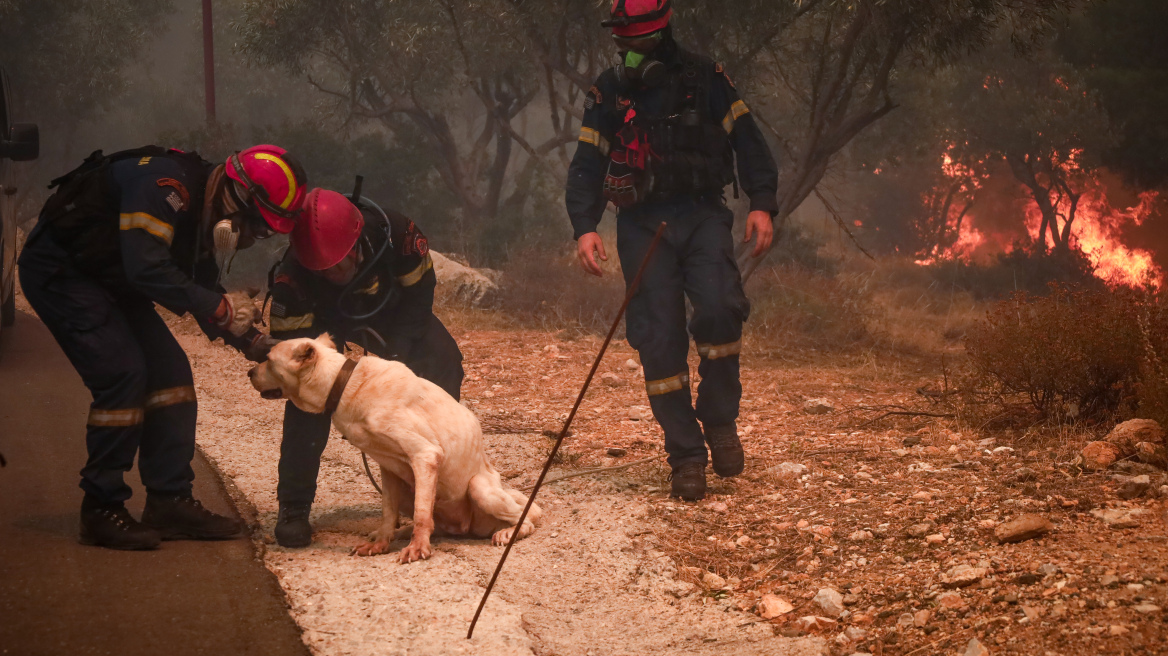 Φωτιά στον Βαρνάβα: Σε ετοιμότητα χώροι για τα ζώα που είναι σε κίνδυνο