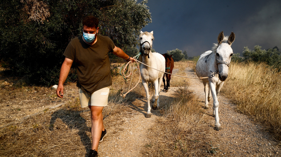 Φωτιά στη Φυλή: Συγκινητικές εικόνες από τη διάσωση ζώων